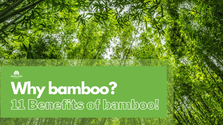 WHY bamboo? 11 Benefits of bamboo!