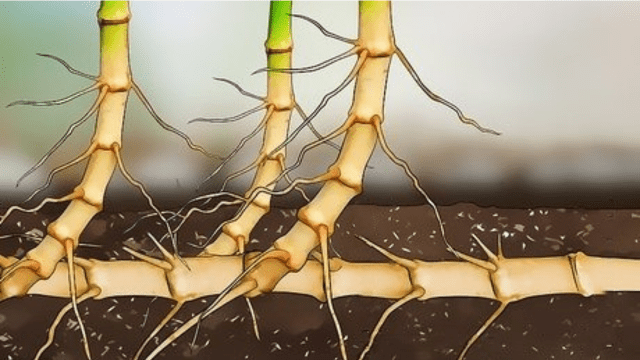 Bamboo root system