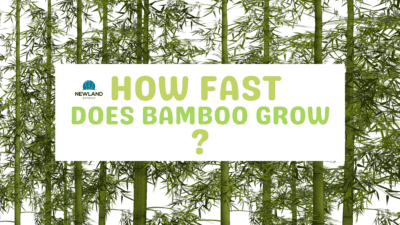 How Fast Does Bamboo Grow - The Phenomenal Growth & Fascinating Facts
