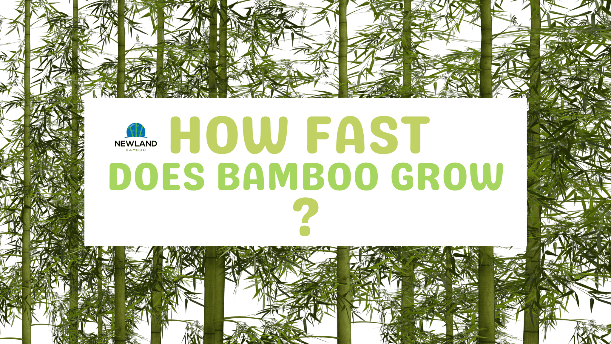How fast does bamboo grow?