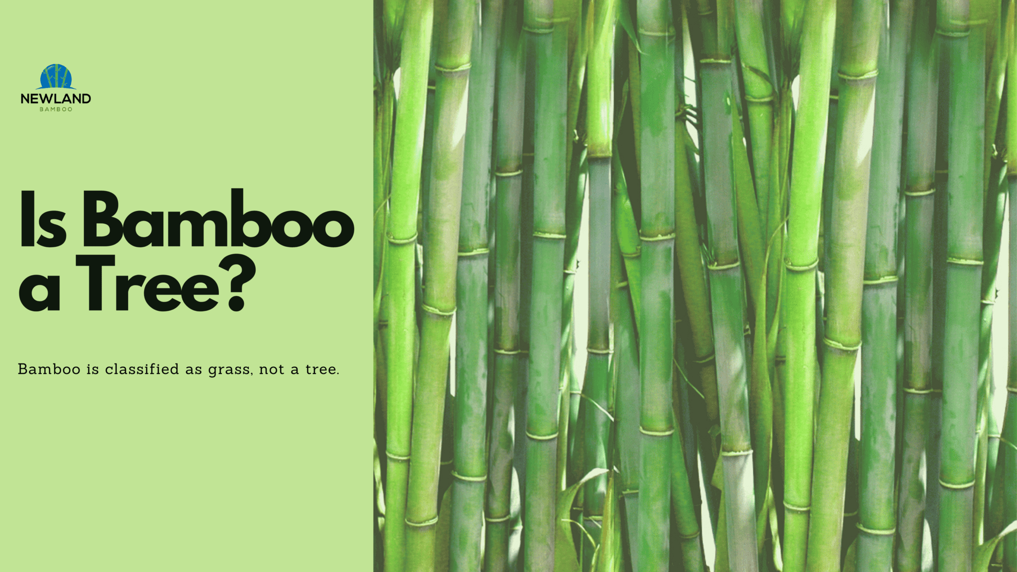 Is bamboo a tree?