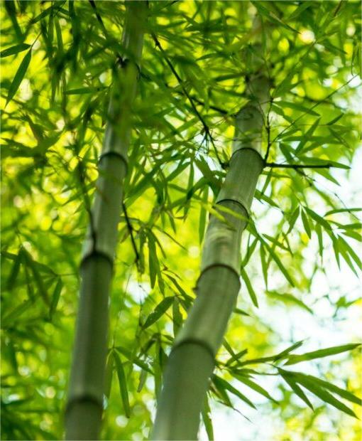 Bamboo