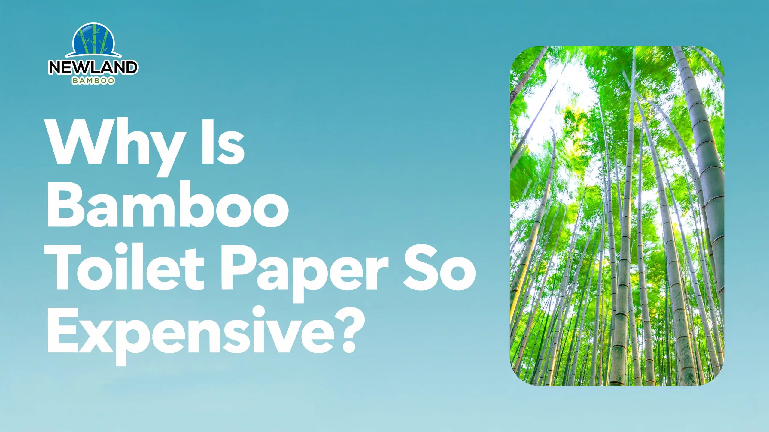 Blog-Why_Is_Bamboo_Toilet_Paper_So_Expensive